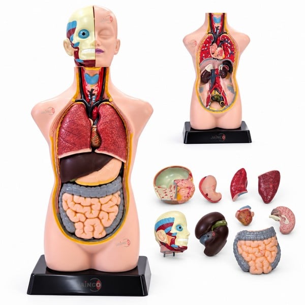 Human Torso (Sexless)